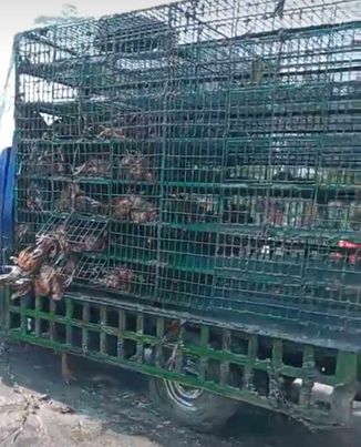মুরগি বোঝাই পিকাপ নিয়ন্ত্রণ হারিয়ে পুকুরে 