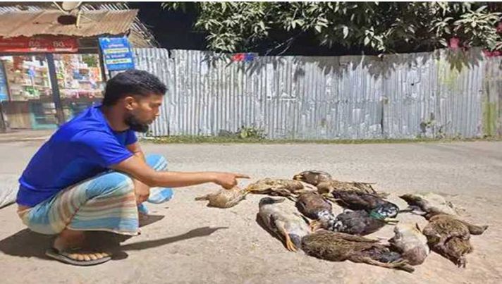 বিষ প্রয়োগ হাস হত্যা 