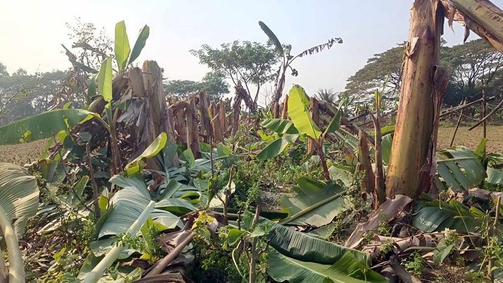 কলা গাছ কেটে ৫০ হাজার টাকার ক্ষতি কৃষকের 