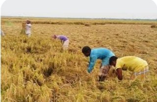 পটিয়ার হাবিলাসদ্বীপে ৫০০ বিঘা জমি বোরো মৌসমে অনাবাদি থাকে একটি সেচ প্রকল্প বন্ধের কারনে