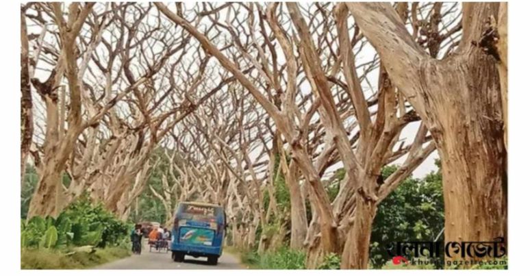 আশাশুনি সড়কে সহস্রাধিক মরা রেইন্ট্রি, যান চলাচলে বাড়ছে ঝুঁকি