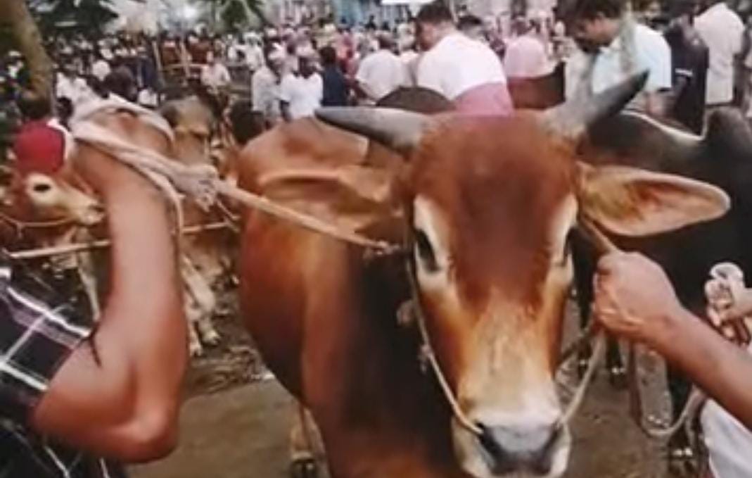 ঐতিহ্যবাহী হাতিরদিয়ার কুরবানির পশুর হাটে। 